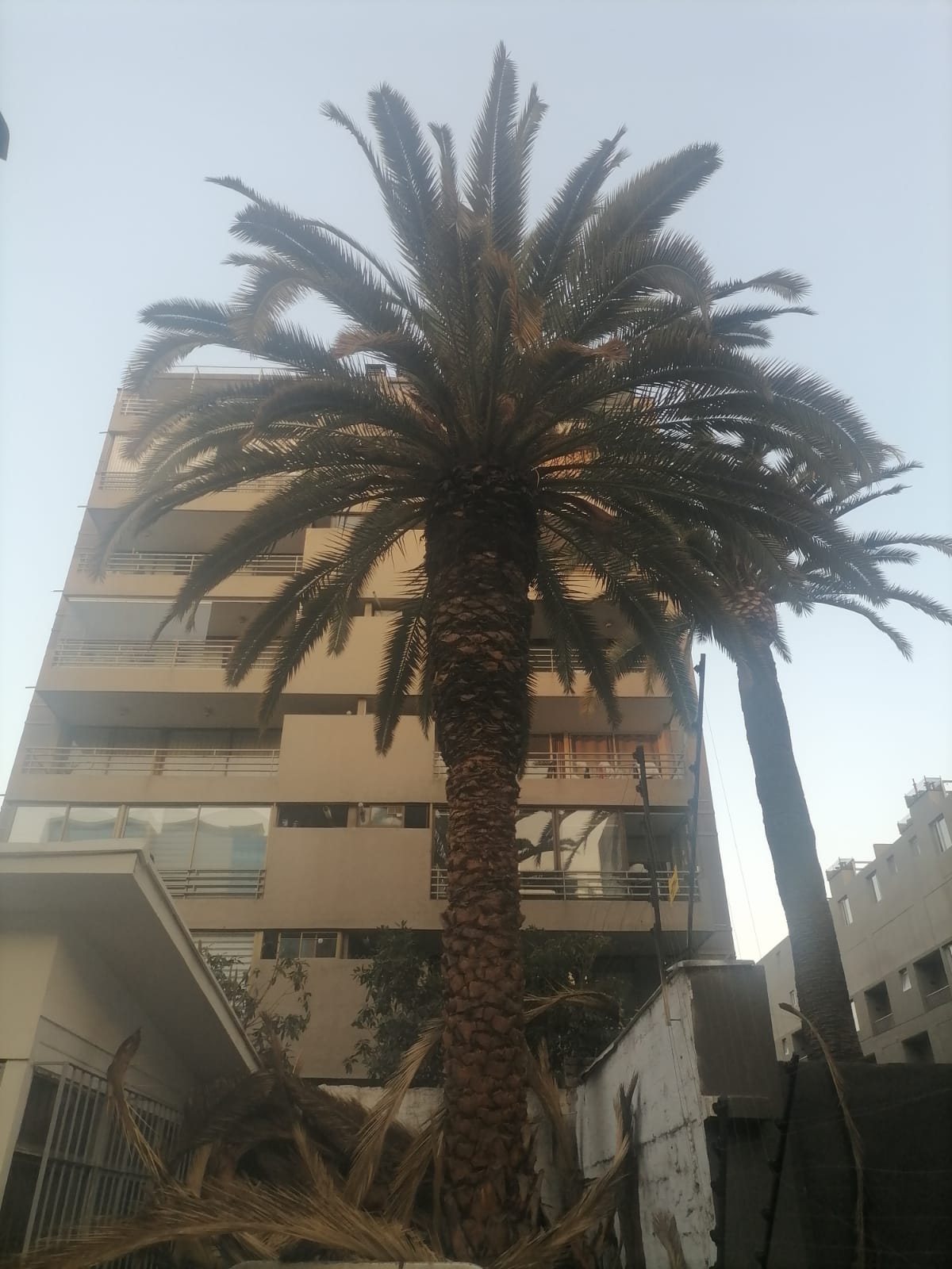 Palmera podada y formada